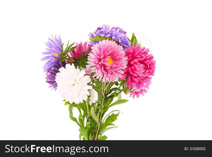 A bouquet of asters