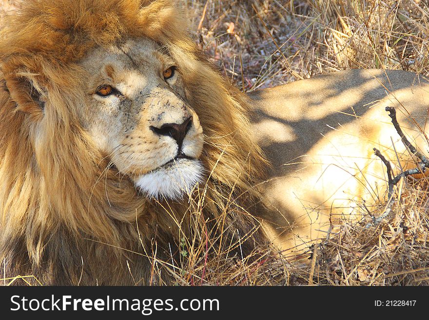 Portrait of a big male African lion. Portrait of a big male African lion