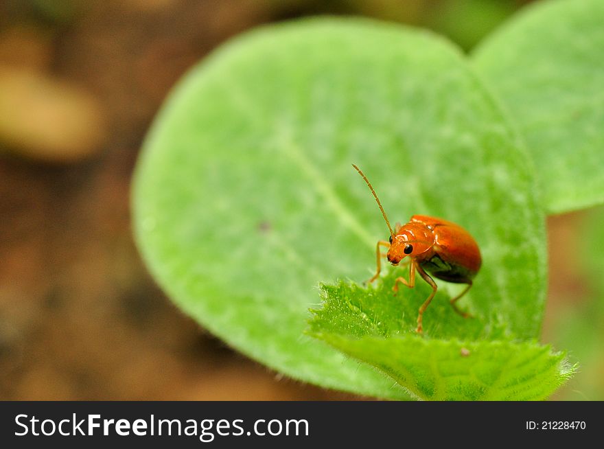 Orange leaf beetle on Loofah leaf