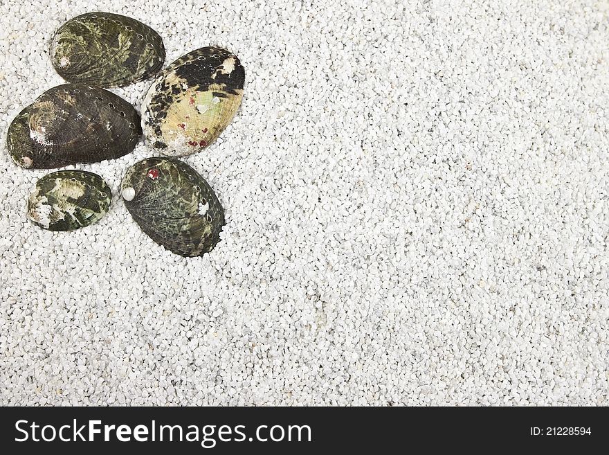 Shells in white sand