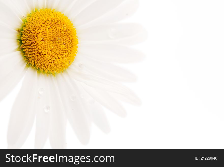 Daisy on a white background