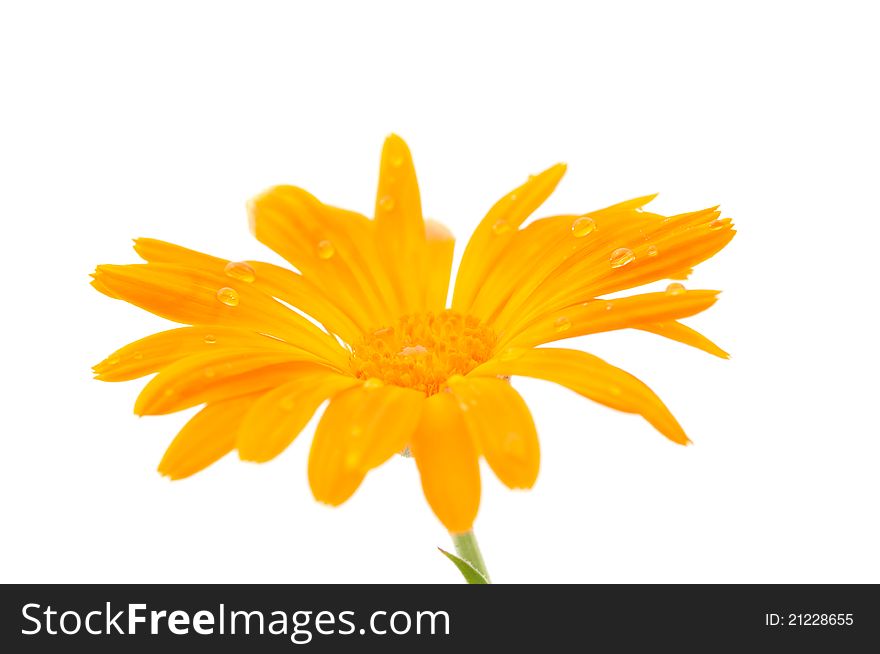 Marigold flower on a white background