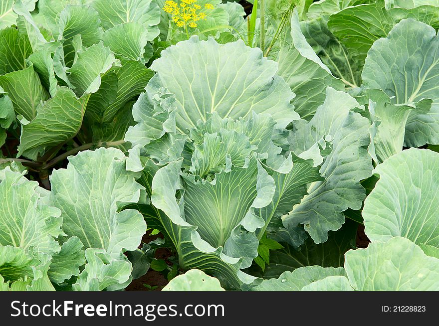 Green cabbage in the garden