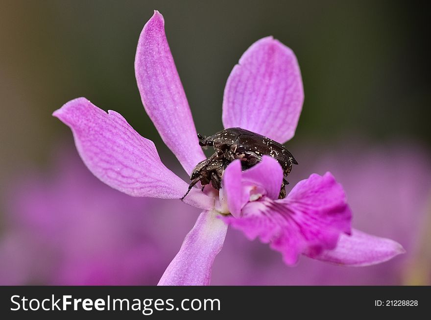 Cockchafer mating on purple orchid. Cockchafer mating on purple orchid