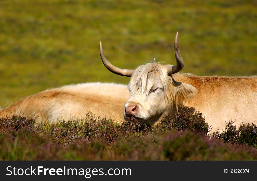 A relaxed ox on a scottish field. A relaxed ox on a scottish field