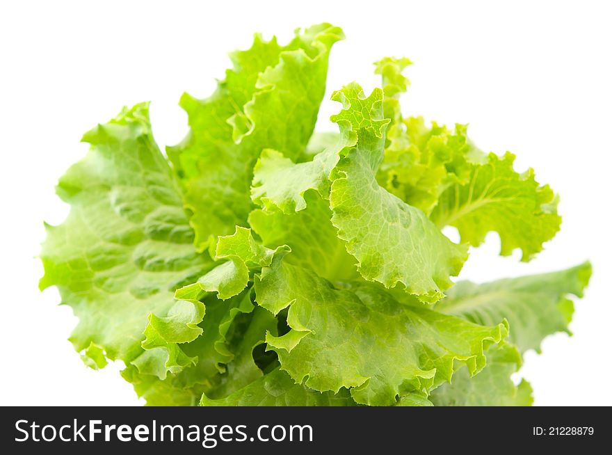Lettuce leaves on a white background