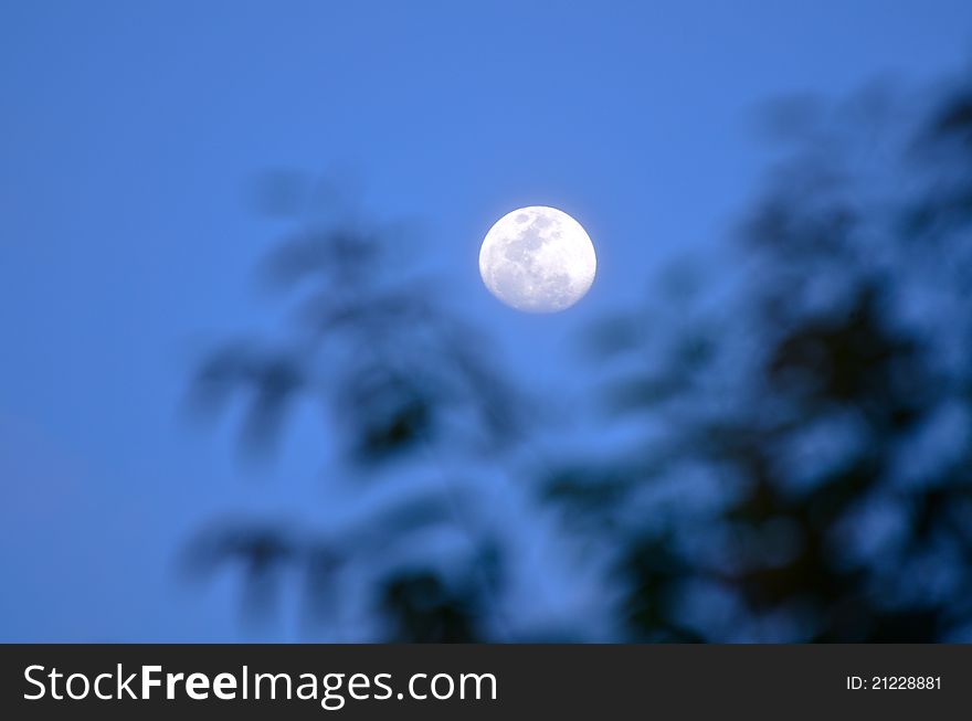 Silent night with moon and tree