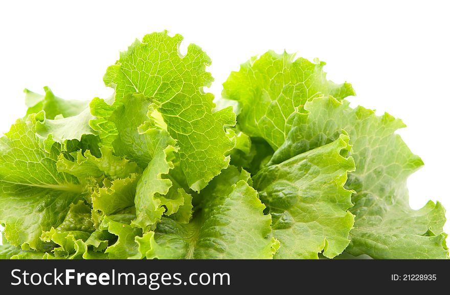 Lettuce leaves on a white background