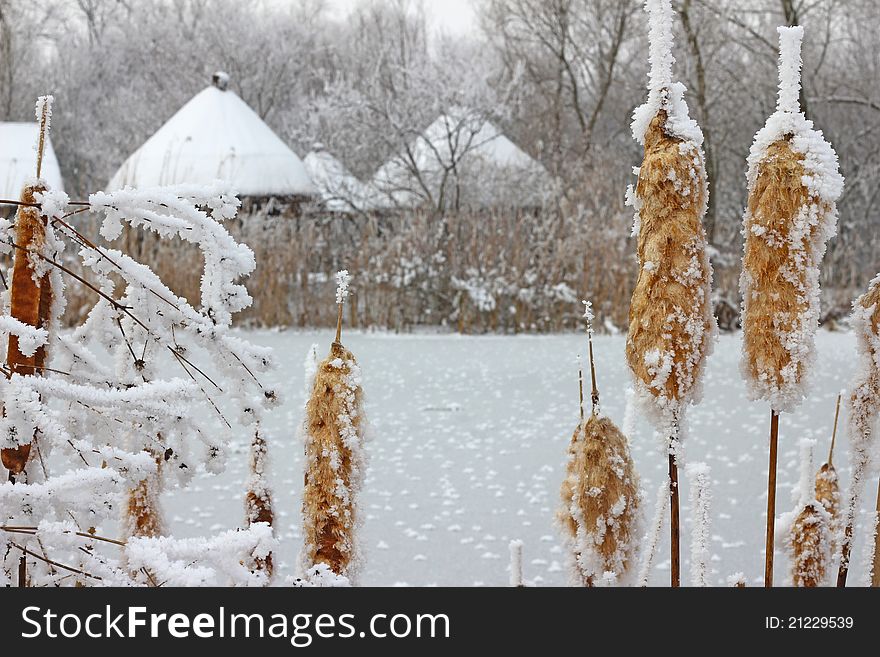 Frozen reeds and grass near the lake