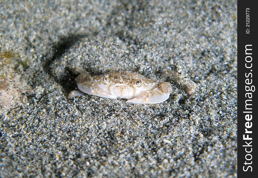 Crab going to hide himself under the sand. Crab going to hide himself under the sand.