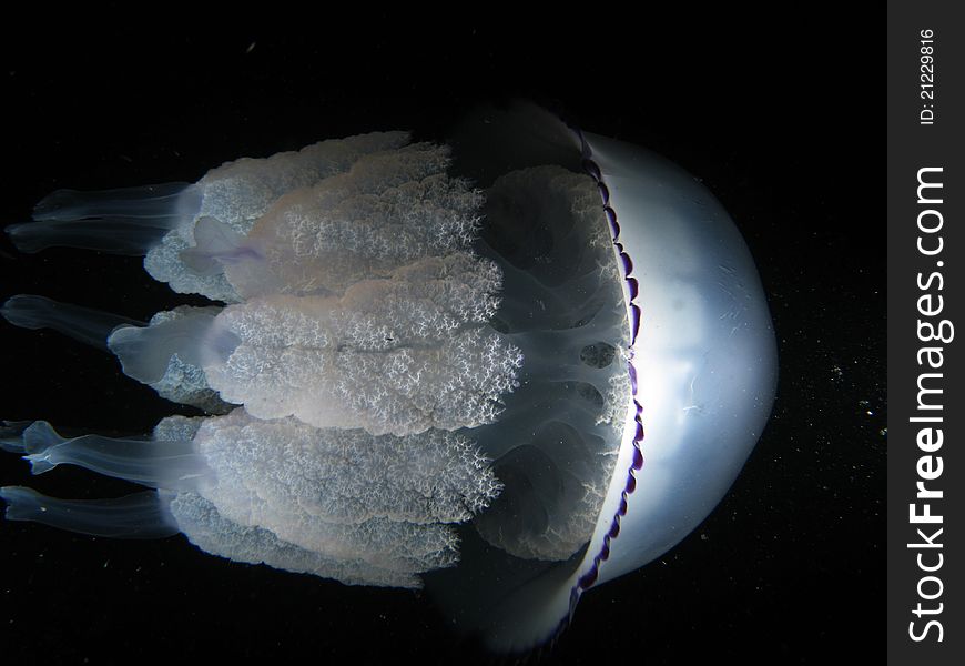 Rhizostoma Pulmo Jellyfish. Shotted in the wild, nighttime.