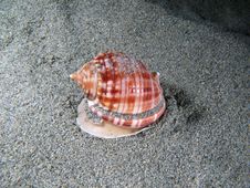Living Shell Underwater Royalty Free Stock Images Living Shell Underwater Royalty Free Stock Images