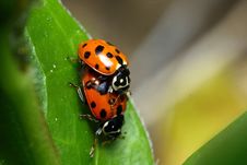 Mating Ladybirds Royalty Free Stock Photography
