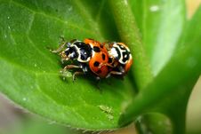 Mating Ladybirds Eating Plant Lice Stock Images