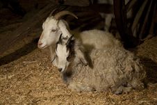 Two Goats Sitting Royalty Free Stock Photo