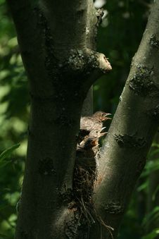 Birds In The Nest Royalty Free Stock Images Birds In The Nest Royalty Free Stock Images