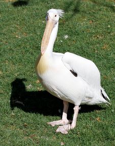 Pelican Royalty Free Stock Photo Pelican Royalty Free Stock Photo