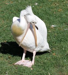 Pelican Royalty Free Stock Photo Pelican Royalty Free Stock Photo