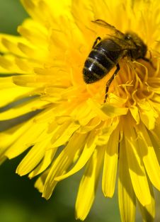 Bee On The Dandelion Royalty Free Stock Image