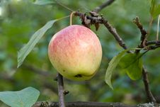 Apple Tree Stock Image Apple Tree Stock Image