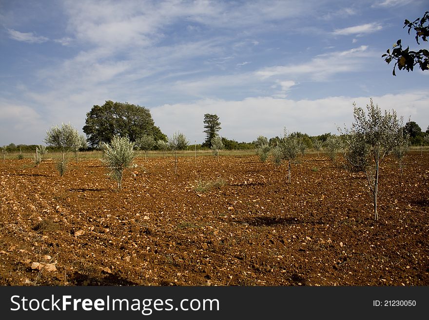 Field with olive trees and red ground. Field with olive trees and red ground