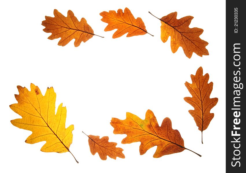 Frame of bright autumn oak leaves isolated on white