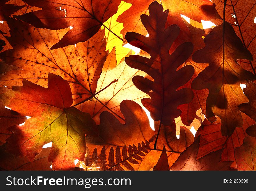 Background of heap of colorful autumn leaves. Background of heap of colorful autumn leaves