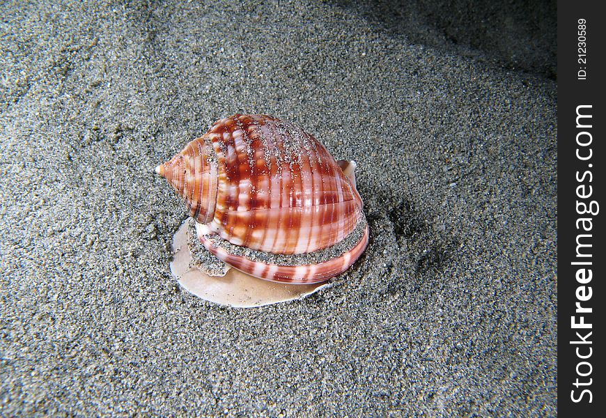 Living Shell on the sand. Shotted underwater in the wild, nighttime. Living Shell on the sand. Shotted underwater in the wild, nighttime.