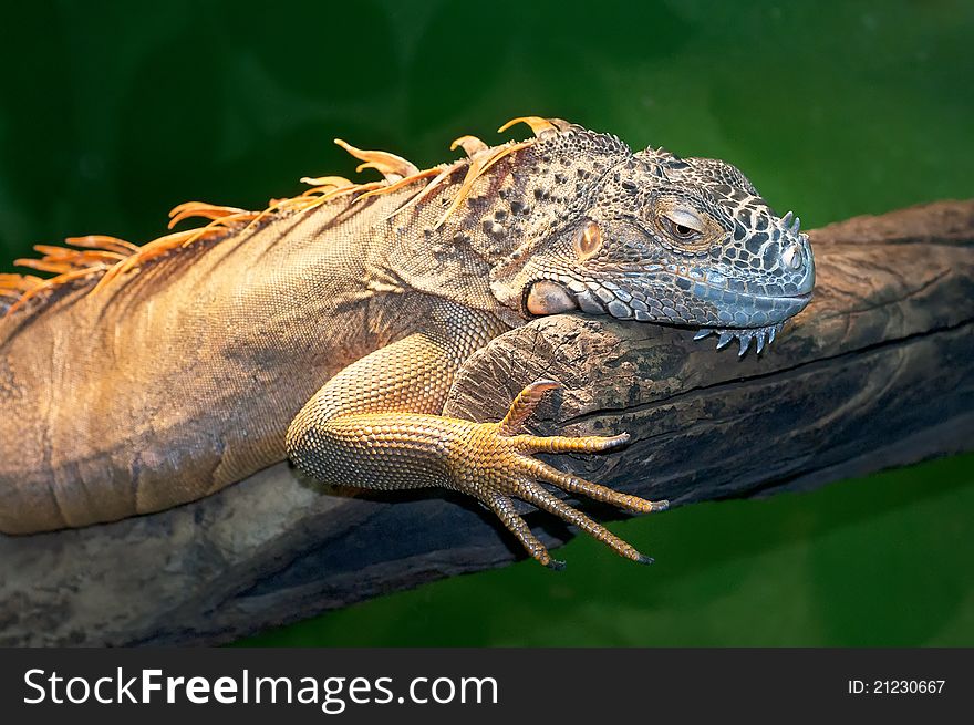 The red  iguana having a rest on a tree trunk