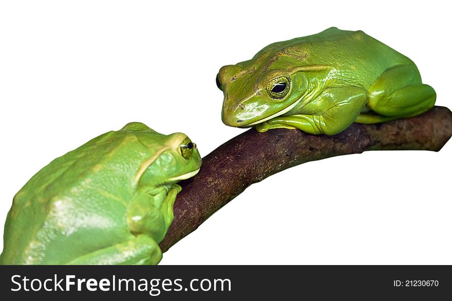 Two green tree-frogs on a branch. Isolated. Two green tree-frogs on a branch. Isolated