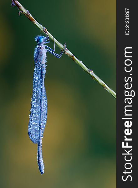 A Damsefly Covered In Dew Resting On A Branch