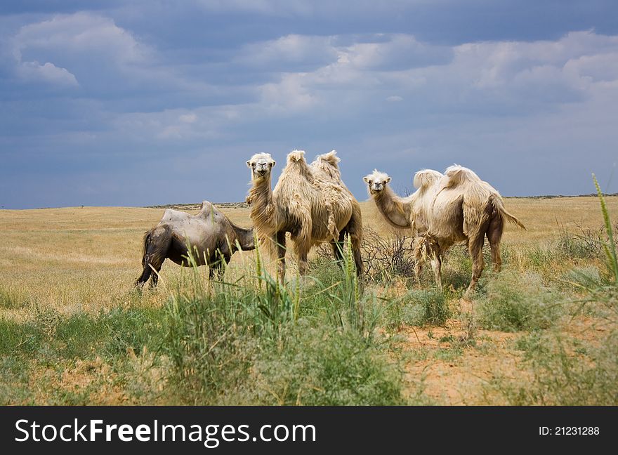 Camels graze on the plains of Kalmyk