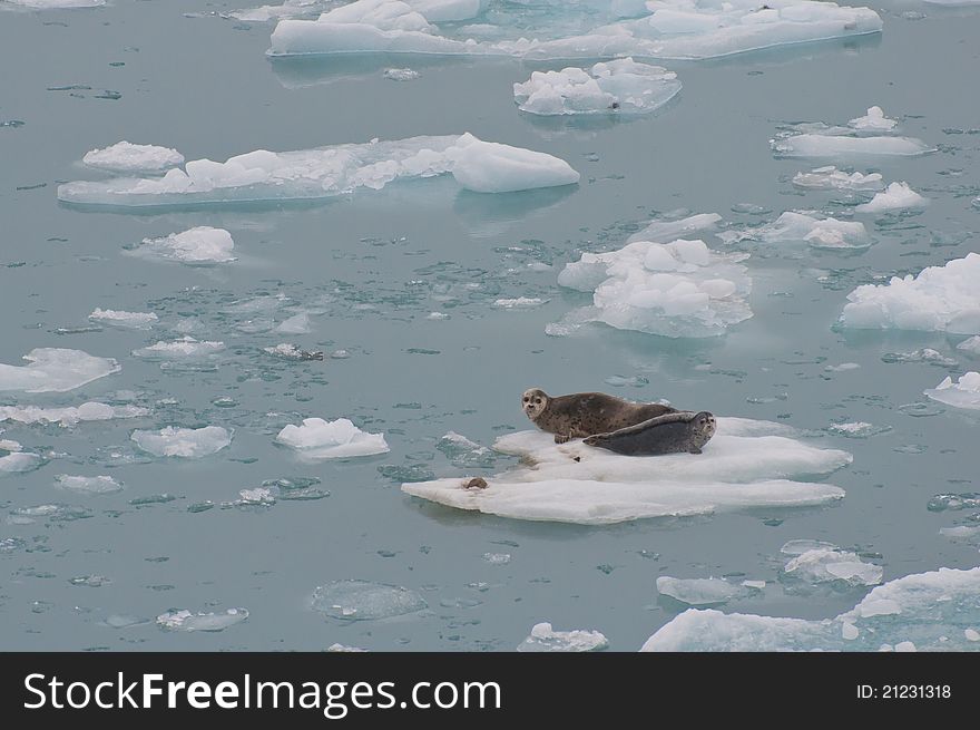 Wild seals resting on floating iceberg on sea.