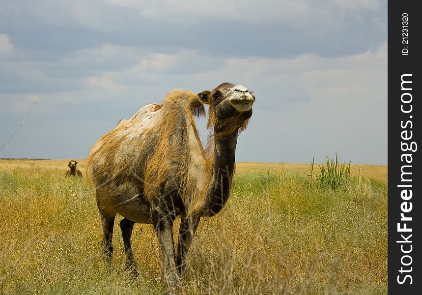 Camels graze on the plains of Kalmyk