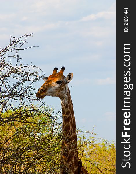 Wild Giraffe in the dry bush, Kruger National Park, South Africa