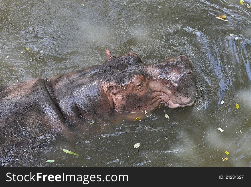 Wild Hippo in East of Thailand