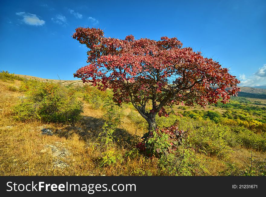 Colorful autumn trees. mountain landscape