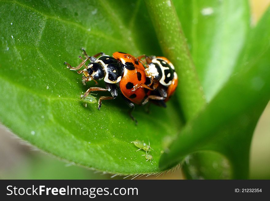 Close-up picture of a Ladybirds mating, one of them eating a plant lice. Close-up picture of a Ladybirds mating, one of them eating a plant lice.