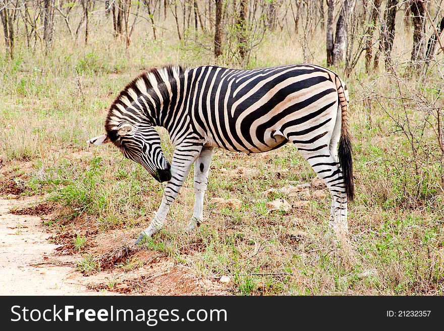 Zebra in the Kruger National Park, South Africa.