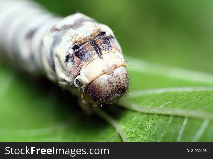 Macro photo of a silworm's face. Macro photo of a silworm's face