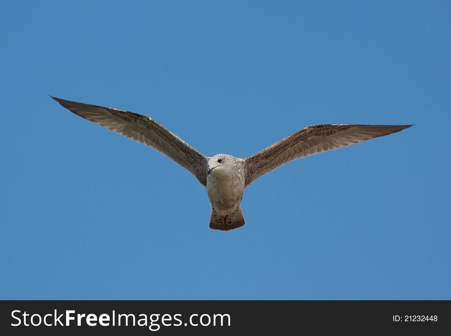 A Seagull Soaring on a windy day. A Seagull Soaring on a windy day