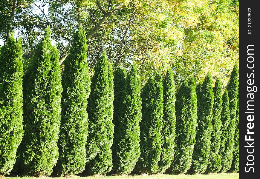 A row of Arbor Vitae columns forming a border. A row of Arbor Vitae columns forming a border