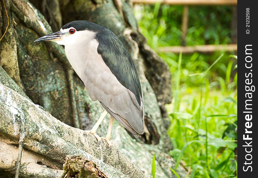 Black-crowned Night-heron on tree