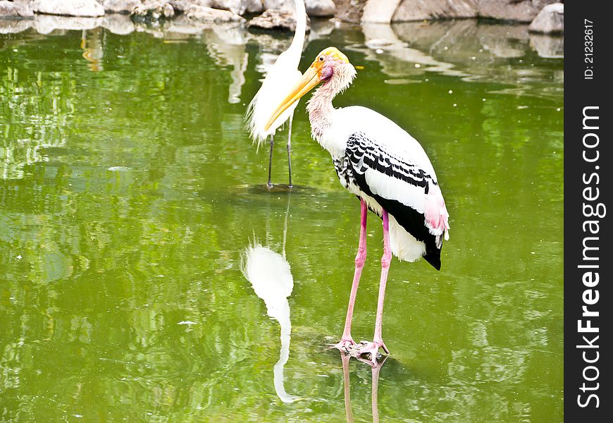 Painted Stork birds on marsh