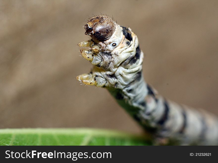Macro photo of a praying silkworm. Macro photo of a praying silkworm