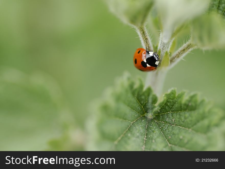 Macro image of one ladybird climbing a nettle. Short DOF, focus on Beatle. Macro image of one ladybird climbing a nettle. Short DOF, focus on Beatle.
