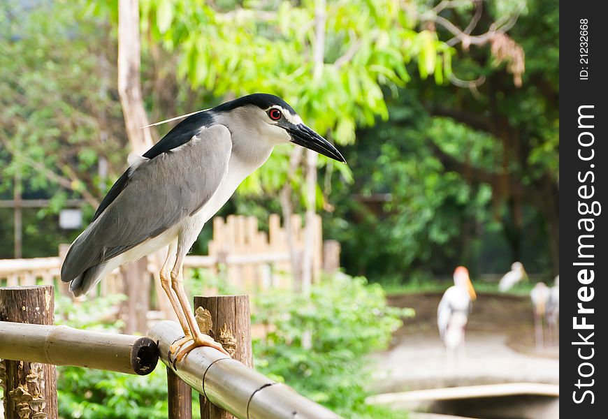 Black-crowned Night-heron on bamboo fence