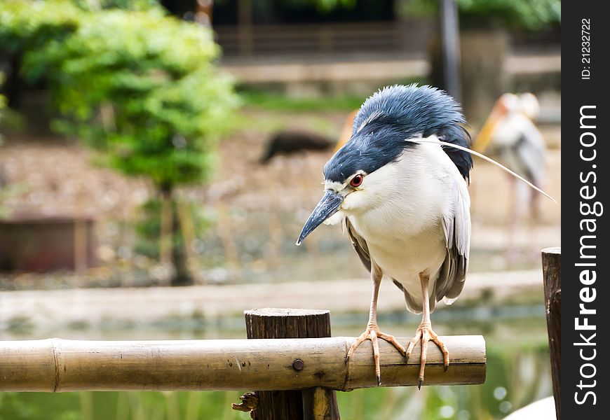 Black-crowned Night-heron on bamboo fence