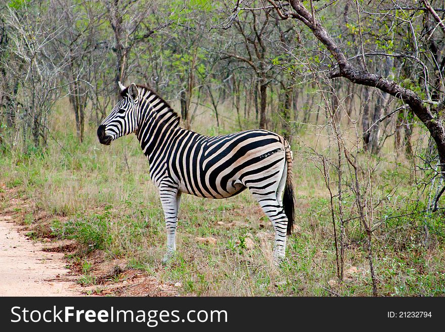 Striped Zebra In Africa