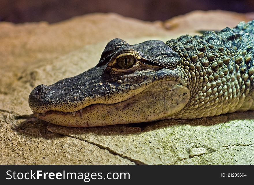 Detail view on head of young alligator